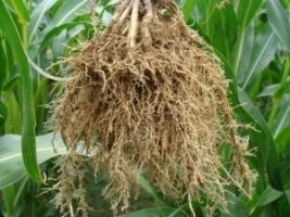Technologie pěstování kukuřice, slunečnice a řepky pásovou přípravou půdy strip-till „1tRIPr“